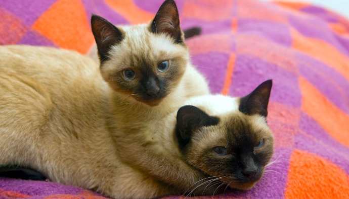 purebred siamese kittens for sale