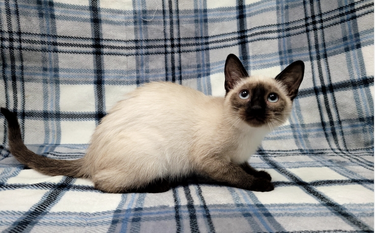 petfinder siamese