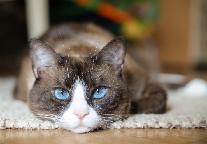 snowshoe kittens