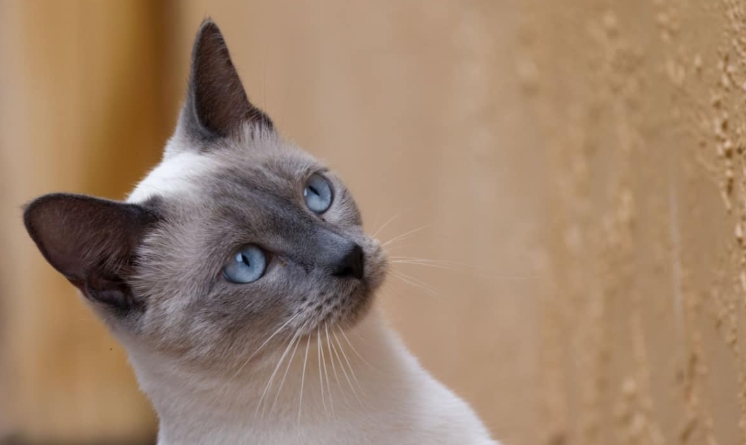 blue point siamese