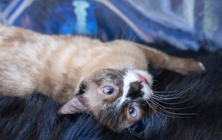 siamese cat colorado