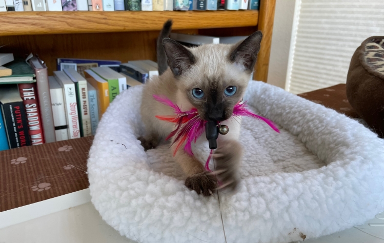 lynx point siamese kittens for sale near me