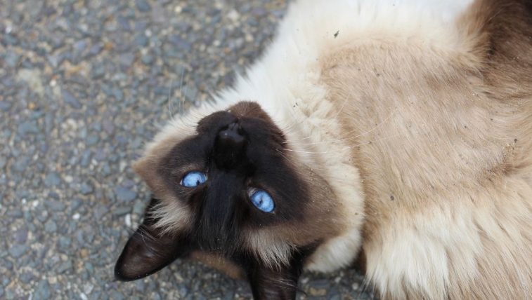 siamese kittens near me for sale