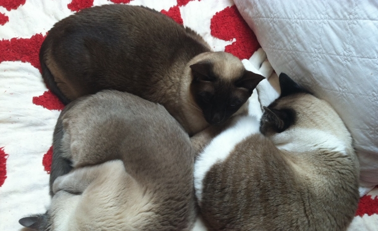 types of siamese cats