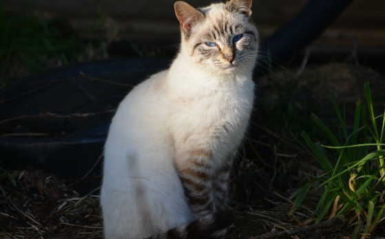 feral siamese cat