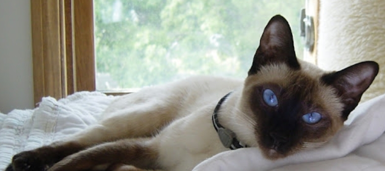 siamese cattery