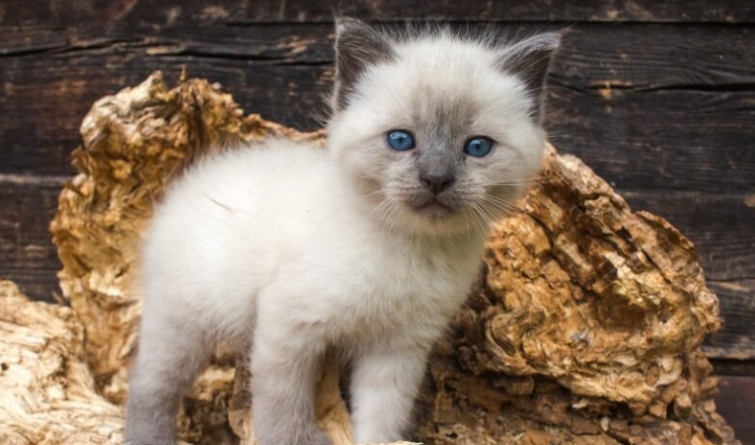 blue point siamese kittens for sale