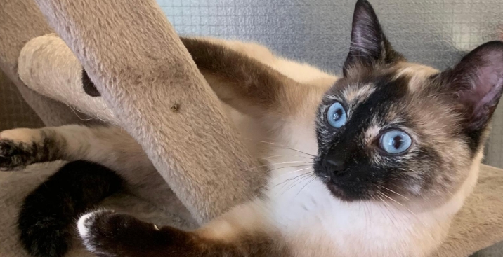 siamese kitten adoption near me