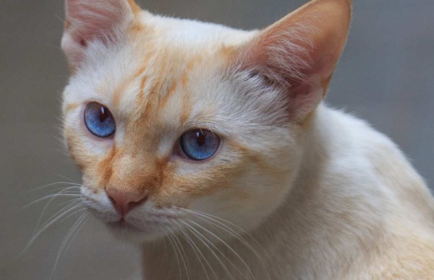 female flame point siamese price