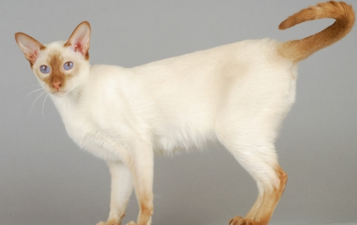 fawn point siamese