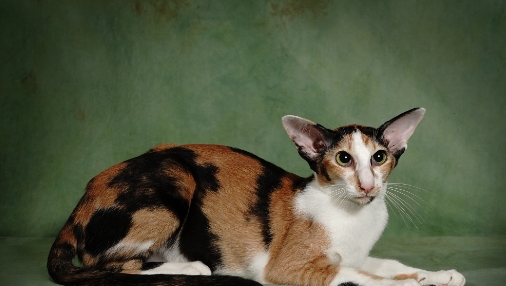 fat oriental shorthair cat