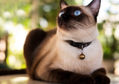 egyptian siamese cat