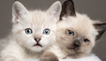 different type of siamese cats