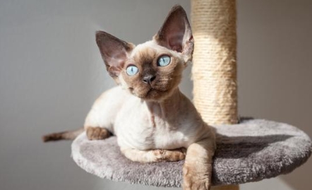 devon rex siamese