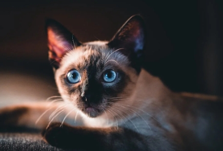 dark siamese