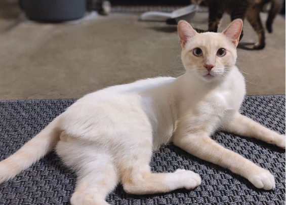 flame point siamese petfinder