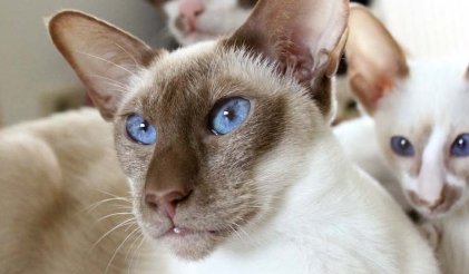 colorpoint siamese cat