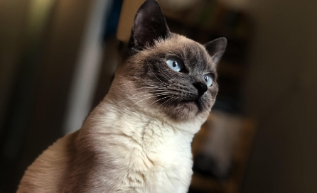 classic siamese