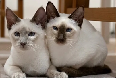 chocolate siamese kittens for sale