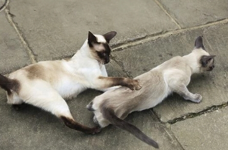 chocolate siamese cat