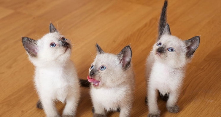 flame point siamese kittens for adoption