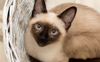 chocolate point siamese price