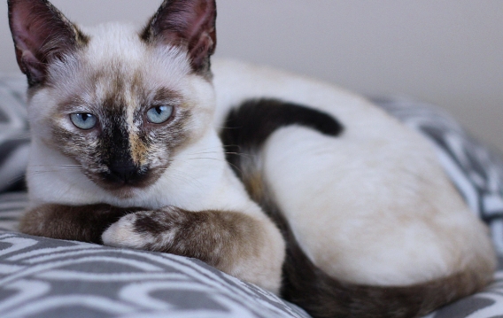 calico siamese kitten