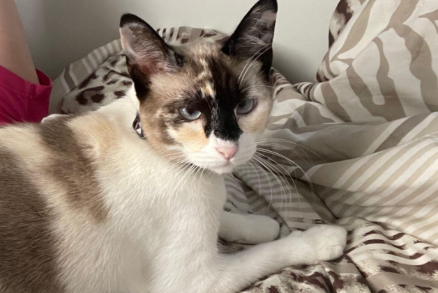 calico point siamese