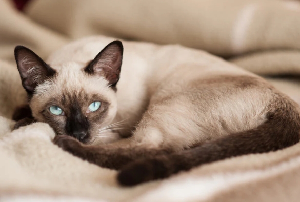 burmese siamese cat