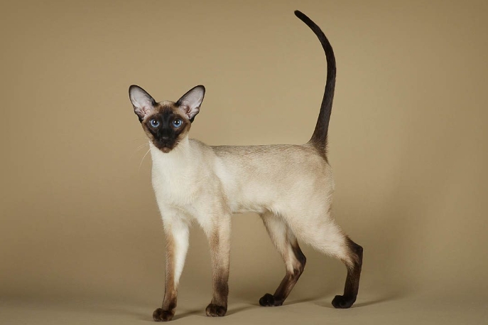 flame point siamese for sale near me