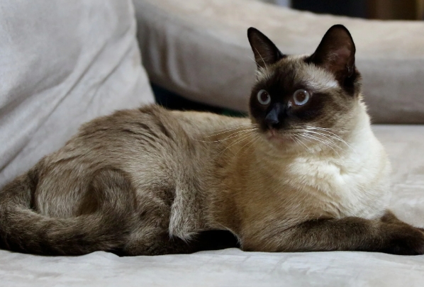 burmese and siamese cat