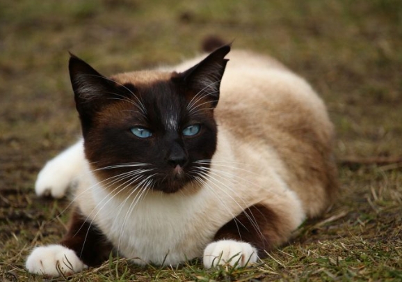 brown siamese kitten