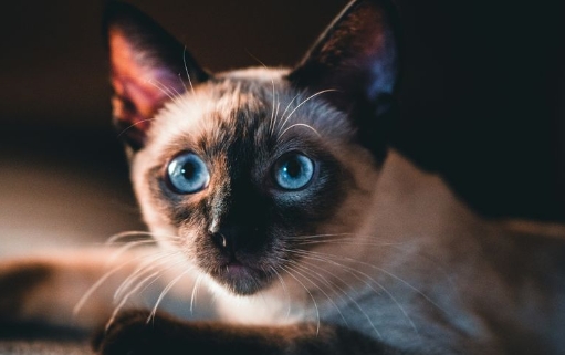 brown siamese