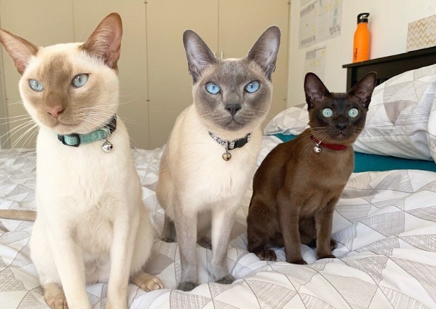 brown point siamese cat