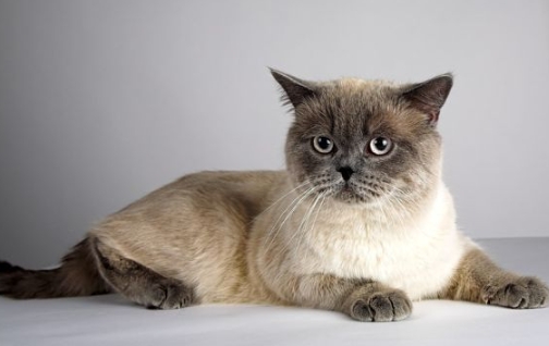 british shorthair siamese