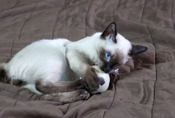 bobtail siamese kittens for sale