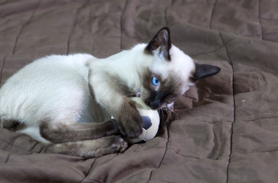 bobtail siamese