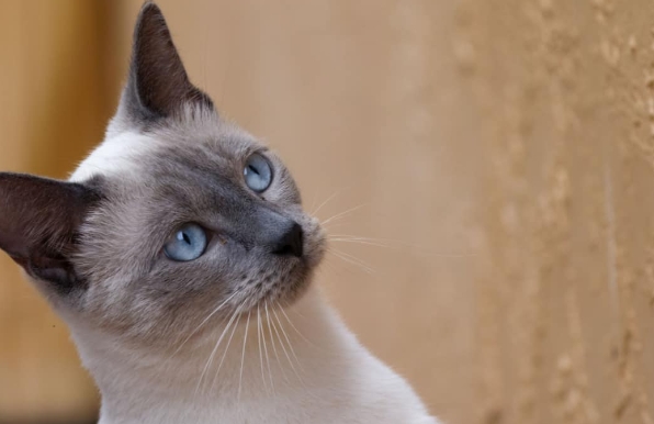 blue tip siamese