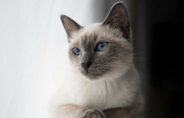 blue siamese cat