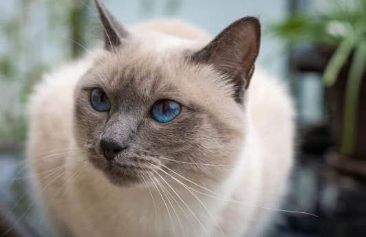 blue seal siamese