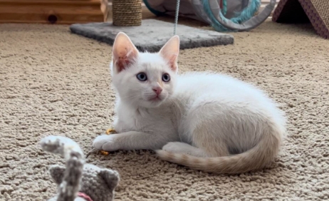 flame point siamese cost