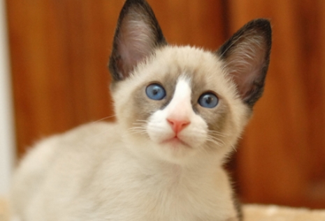 blue point snowshoe siamese