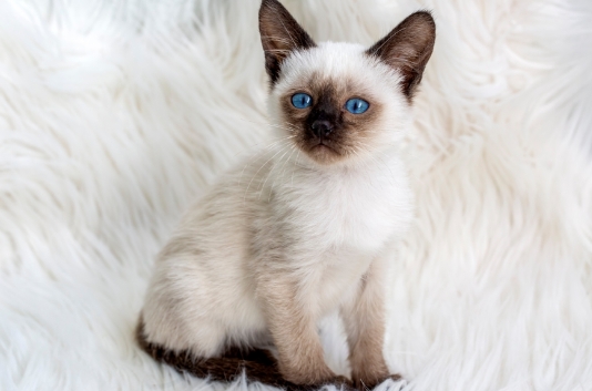 blue point siamese kittens for adoption