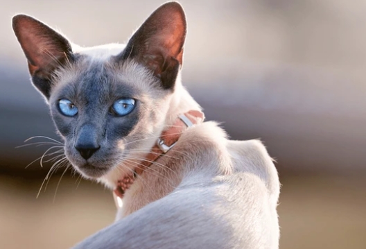 blue point siamese cat for sale