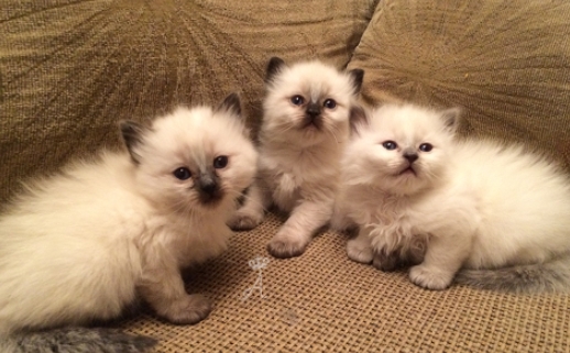 blue point balinese kittens for sale