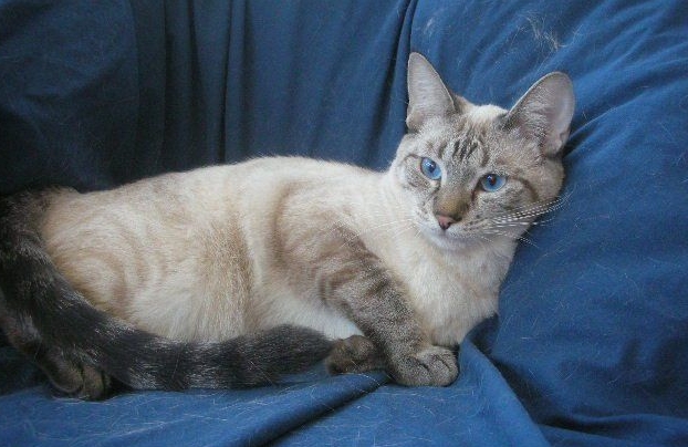 blue lynx point siamese cat