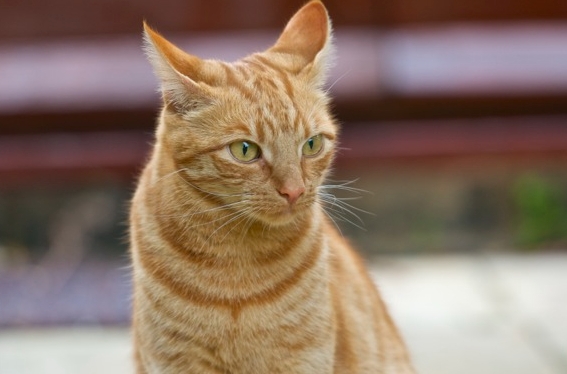 blond siamese cat