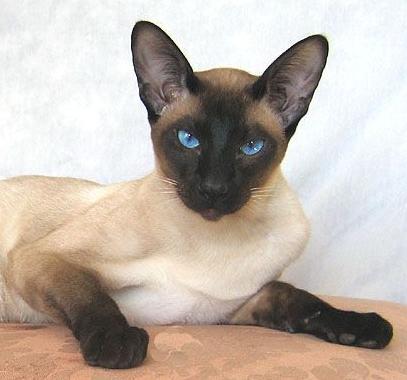 flame point siamese breeder