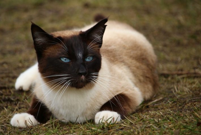 black point siamese