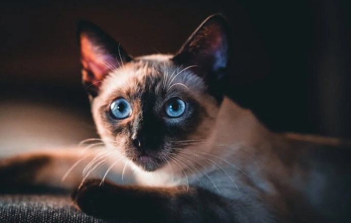 black cat mixed with siamese